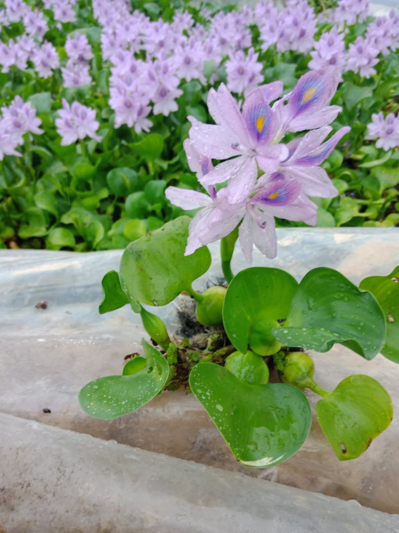 水葫芦保证质量，带杯发货，基地直发