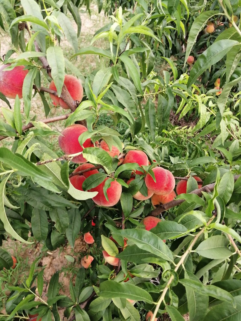 脆红沙离核甜桃糖分高耐运输