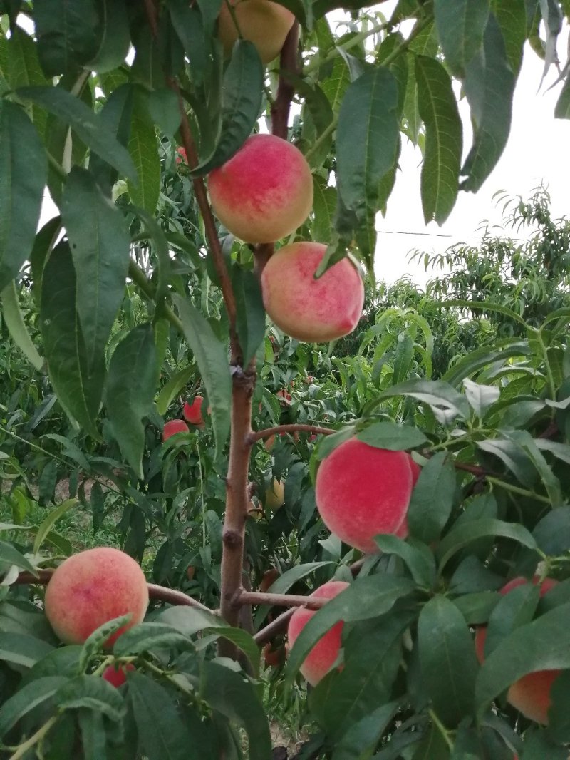 脆红沙离核甜桃糖分高耐运输