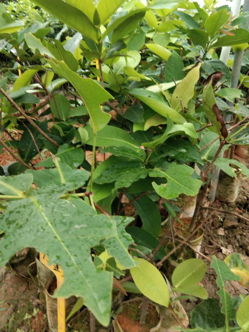 广西大叶红莲雾树苗嫁接黑金刚南方果树台湾四季莲雾庭院种植