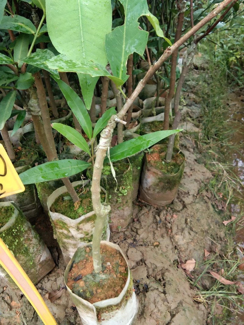 广西大叶红莲雾树苗嫁接黑金刚南方果树台湾四季莲雾庭院种植