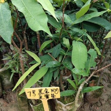 广西大叶红莲雾树苗嫁接黑金刚南方果树台湾四季莲雾庭院种植