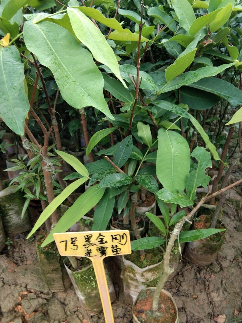 广西大叶红莲雾树苗嫁接黑金刚南方果树台湾四季莲雾庭院种植
