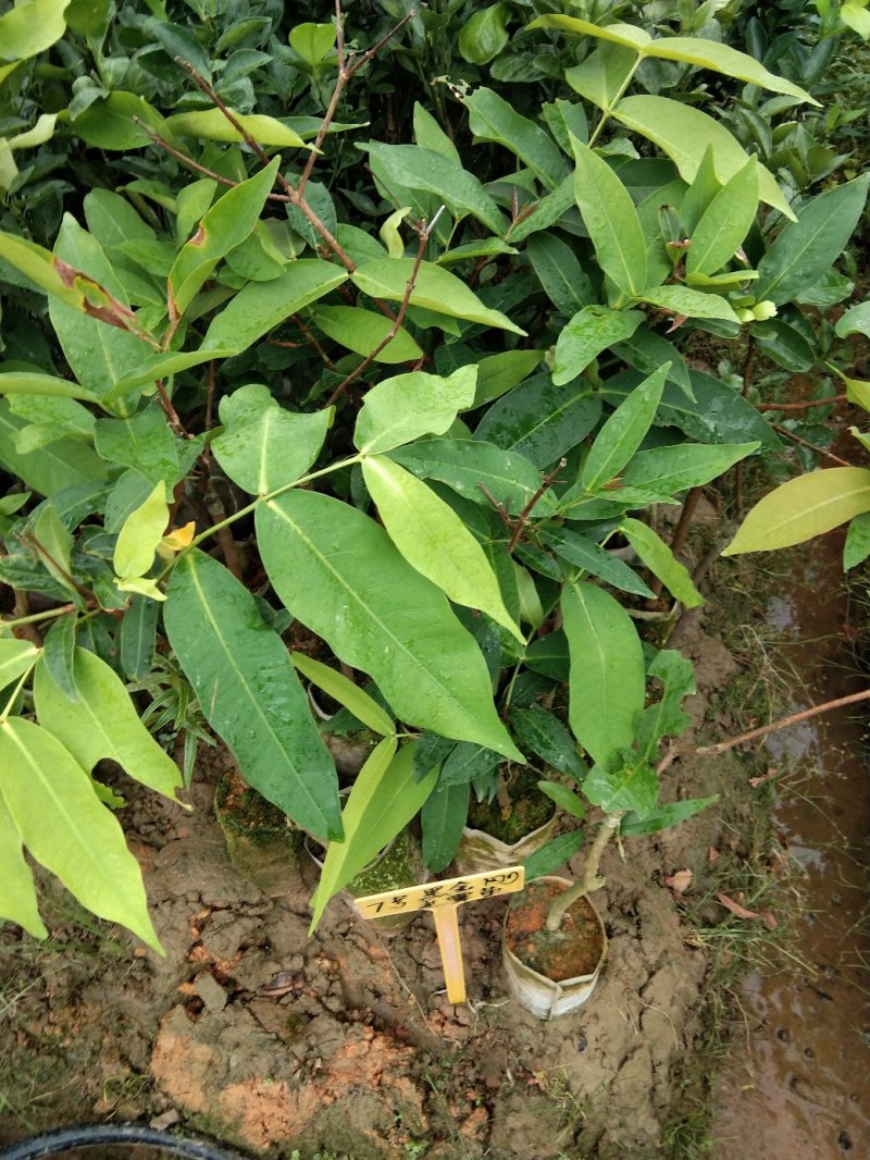 广西大叶红莲雾树苗嫁接黑金刚南方果树台湾四季莲雾庭院种植