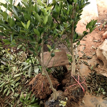 沙糖桔苗树苗嫁接苗柑桔苗桔子树苗橘子苗盆栽地栽当年结果包