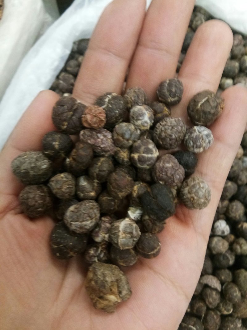 砂仁云南春砂仁无硫正品颗粒均匀一斤起包邮