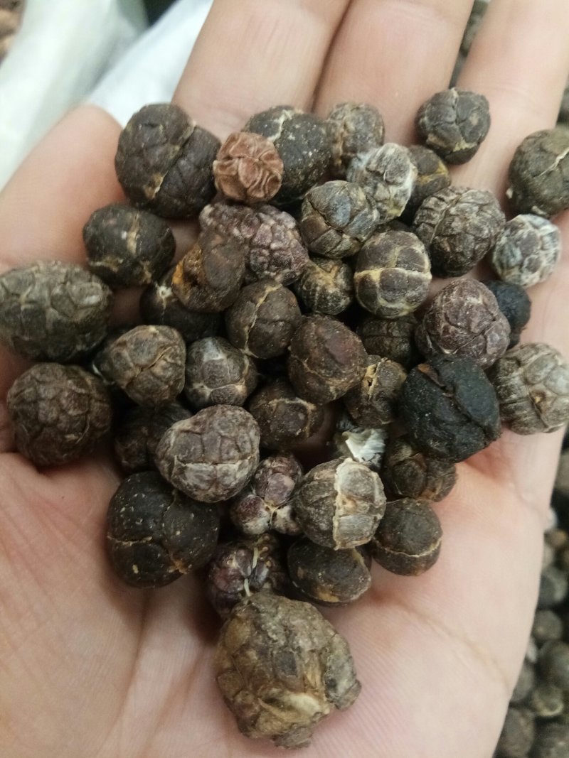 砂仁云南春砂仁无硫正品颗粒均匀一斤起包邮