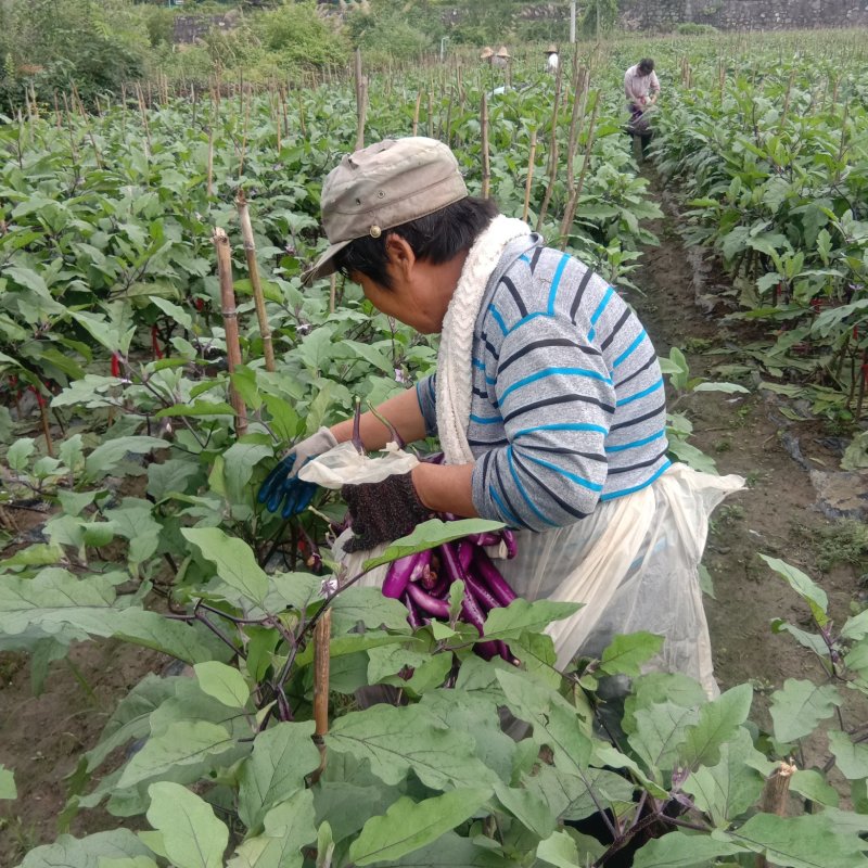 山沟沟精品，高山，线茄子大量供应产地直发