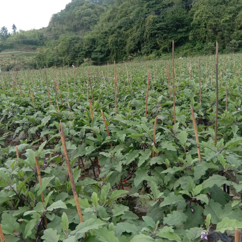 山沟沟精品，高山，线茄子大量供应产地直发