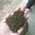 吴茱萸，含量符合2015药典