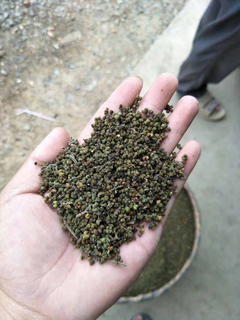 吴茱萸，含量符合2015药典
