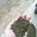 吴茱萸，含量符合2015药典
