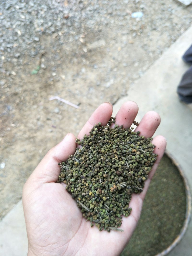 吴茱萸，含量符合2015药典
