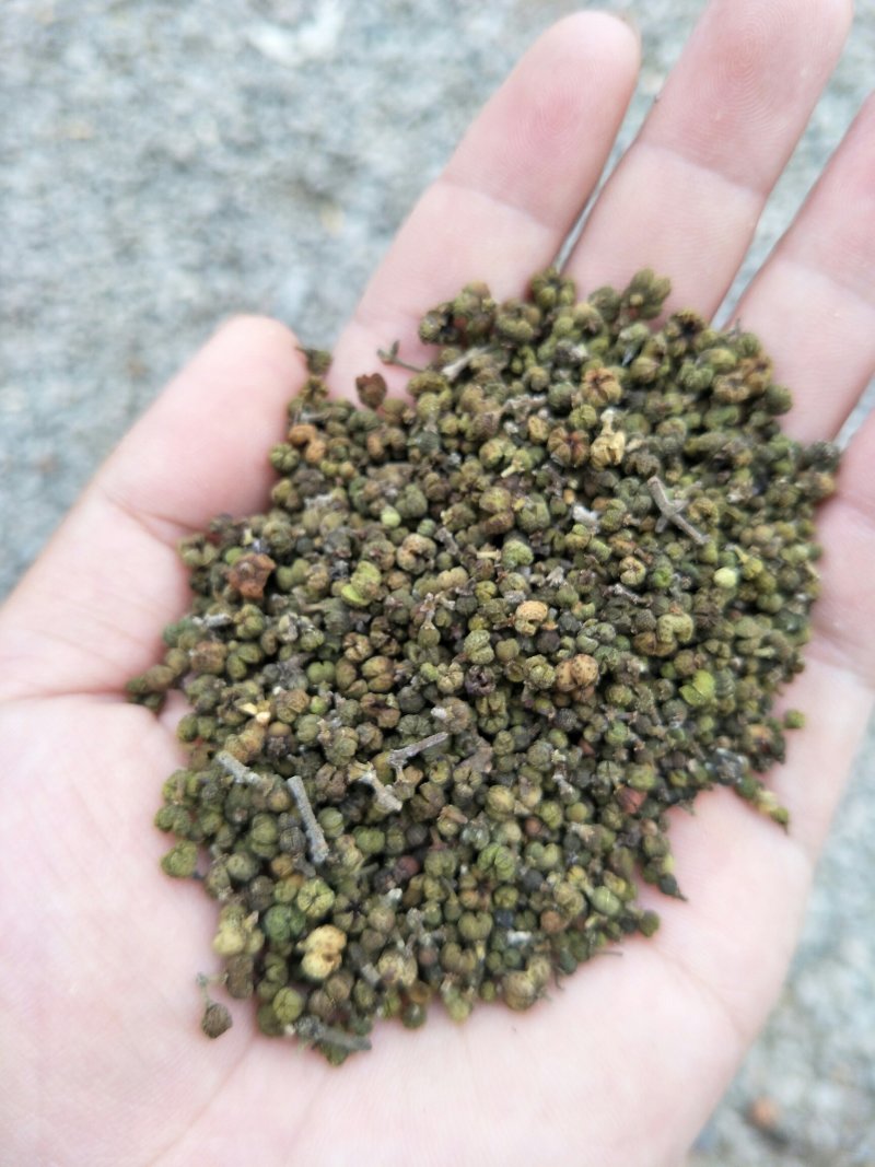 吴茱萸，含量符合2015药典