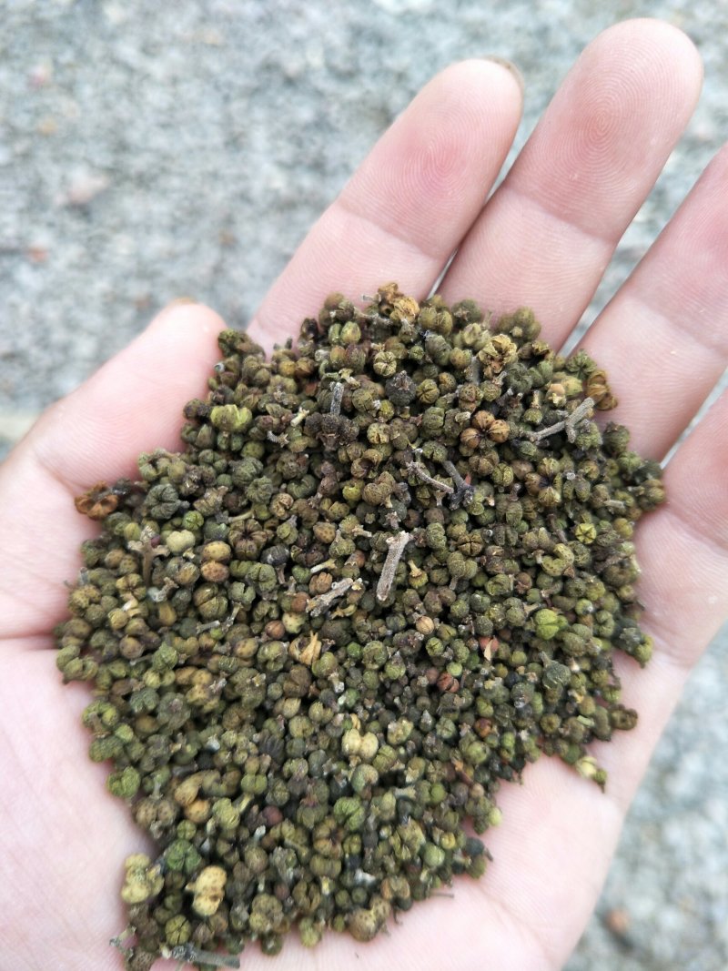 吴茱萸，含量符合2015药典