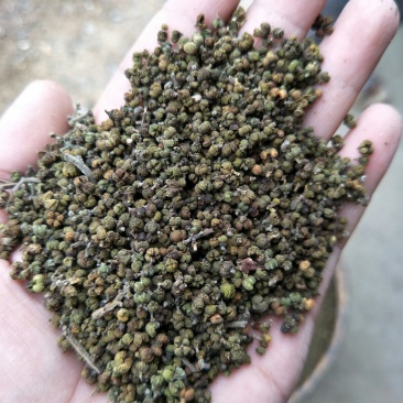 吴茱萸，含量符合2015药典