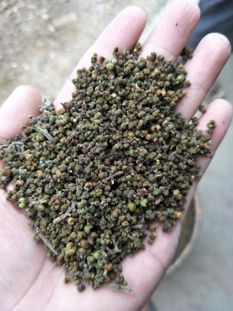 吴茱萸，含量符合2015药典