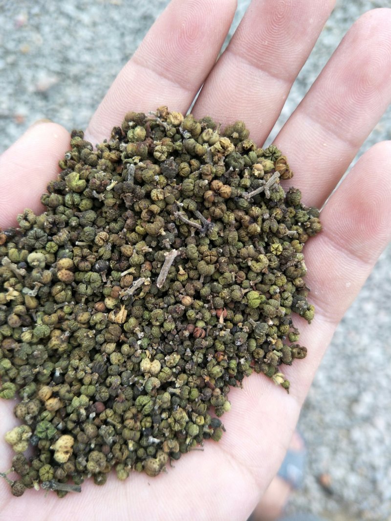 吴茱萸，含量符合2015药典