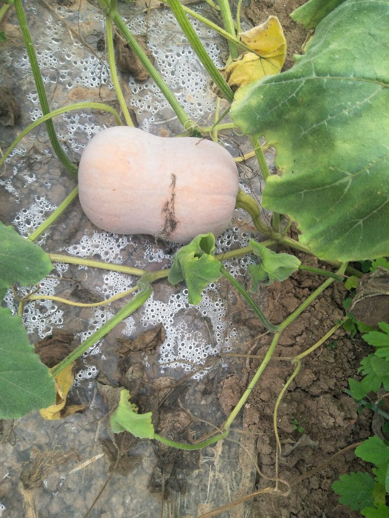 板栗南瓜枕头南瓜(现货)耐运输耐储存日供100吨