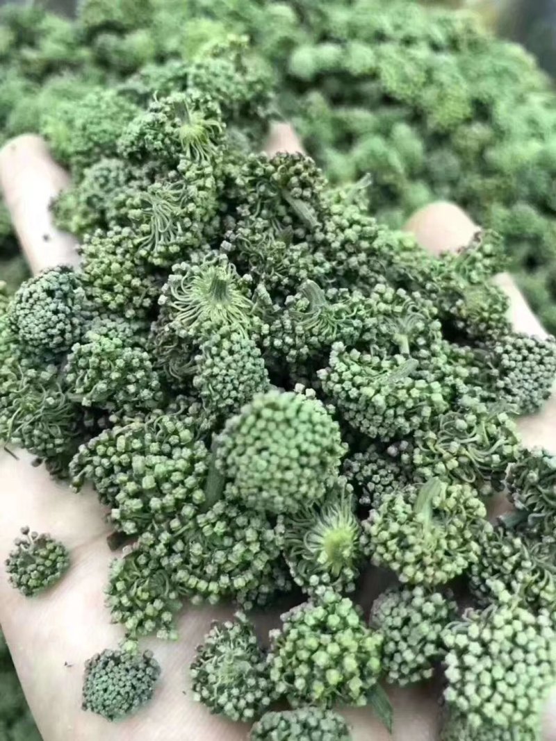 三七花选货绿花一斤起包邮量大从优