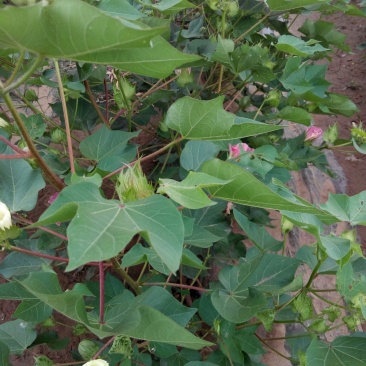 棉花
