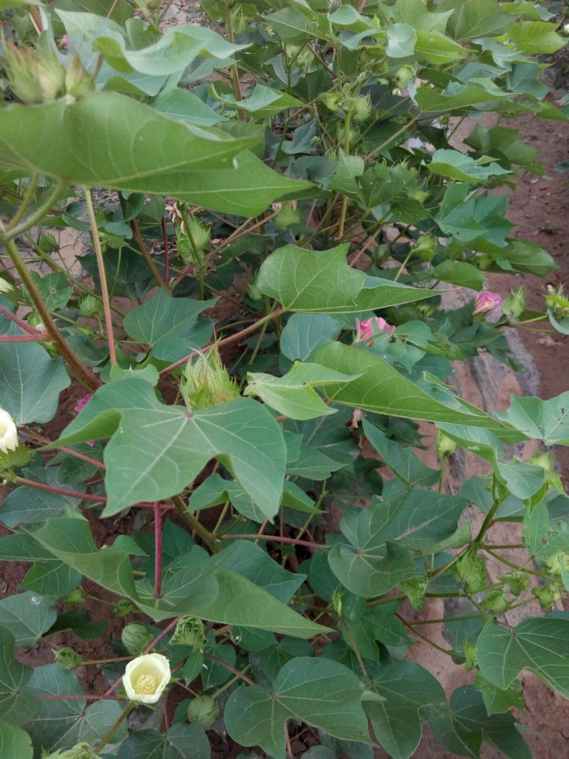 棉花