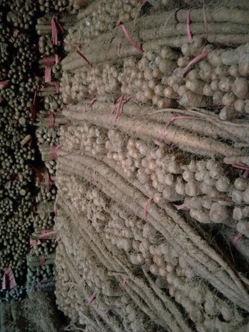 铁棍山药70-----100