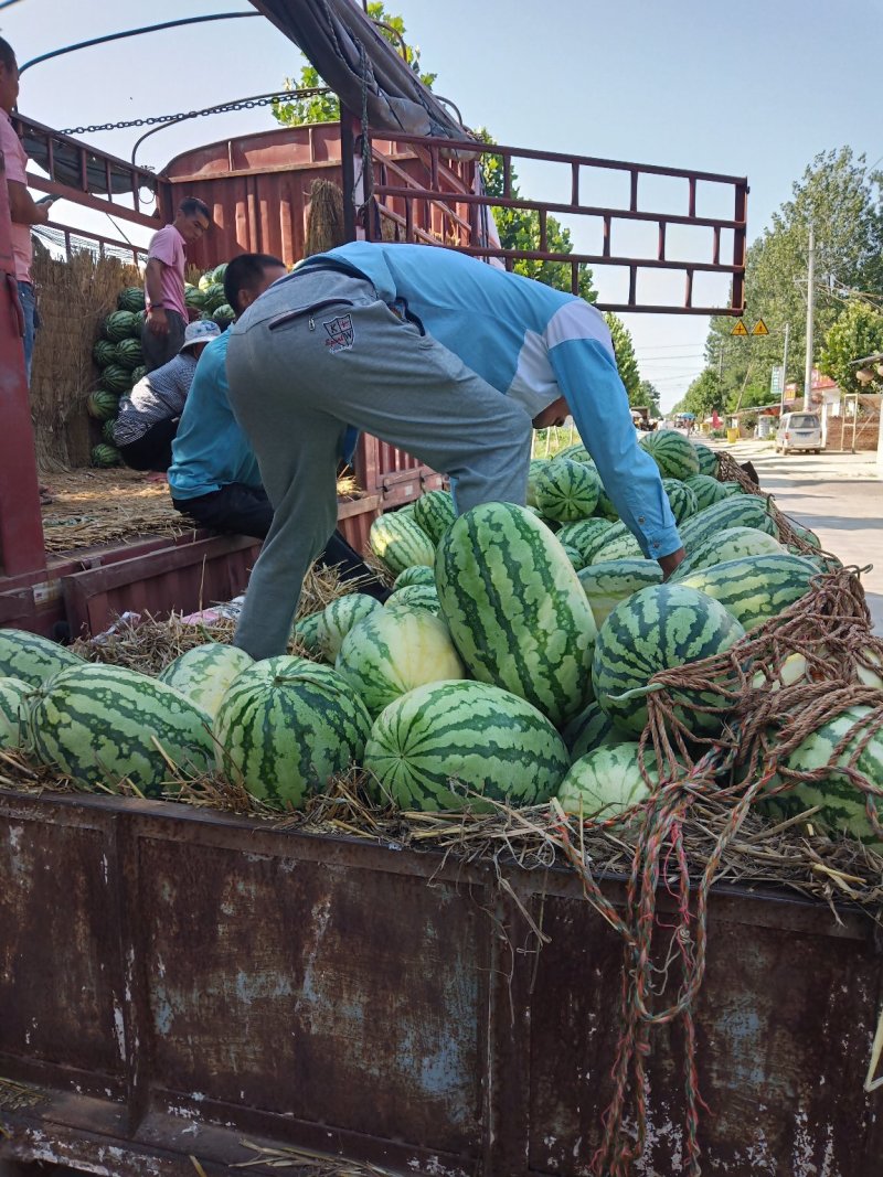 河南特产西瓜上市了