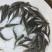 银鳕苗银鳕鱼苗特种淡水鱼苗淡水银鳕鱼苗