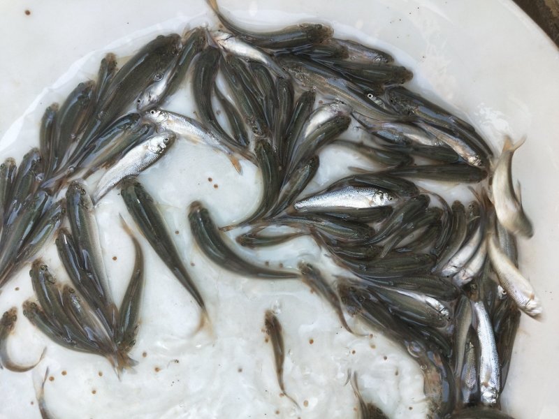 银鳕苗银鳕鱼苗特种淡水鱼苗淡水银鳕鱼苗