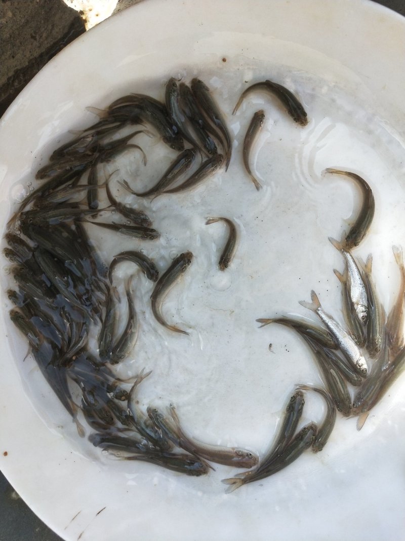 银鳕苗银鳕鱼苗特种淡水鱼苗淡水银鳕鱼苗