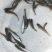 银鳕苗银鳕鱼苗特种淡水鱼苗淡水银鳕鱼苗