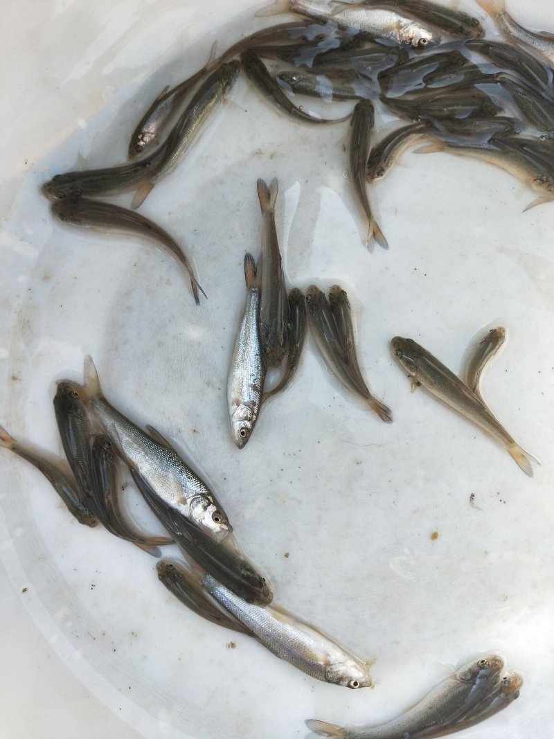 银鳕苗银鳕鱼苗特种淡水鱼苗淡水银鳕鱼苗