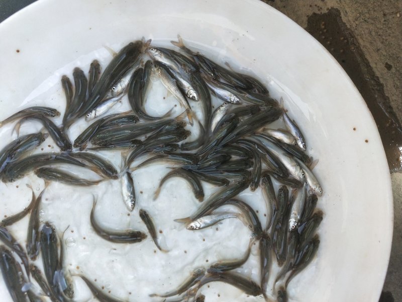 银鳕苗银鳕鱼苗特种淡水鱼苗淡水银鳕鱼苗