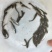 银鳕苗银鳕鱼苗特种淡水鱼苗淡水银鳕鱼苗