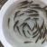 银鳕苗银鳕鱼苗特种淡水鱼苗淡水银鳕鱼苗