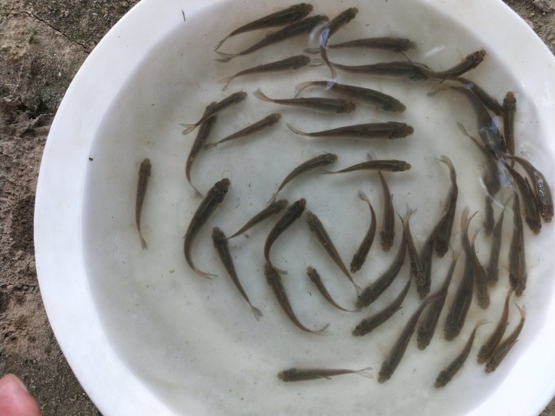 银鳕苗银鳕鱼苗特种淡水鱼苗淡水银鳕鱼苗