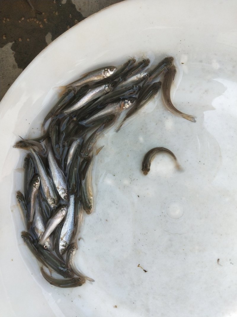 银鳕苗银鳕鱼苗特种淡水鱼苗淡水银鳕鱼苗