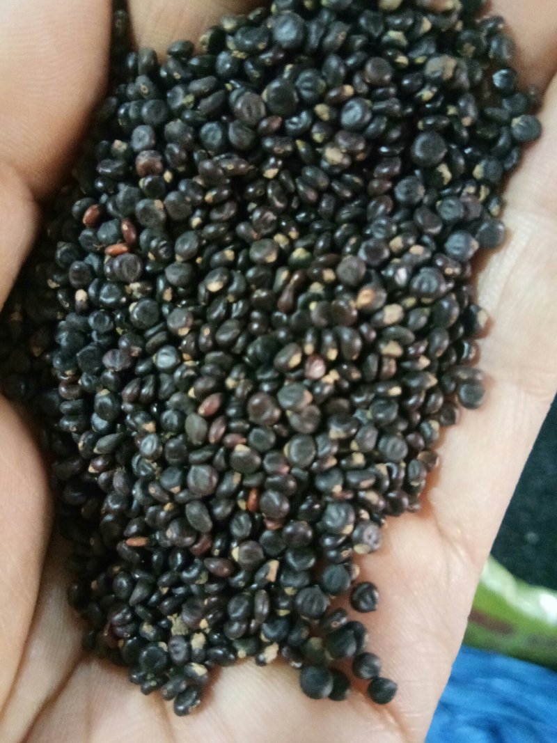 水红花子药用非种子颗粒均匀现货实拍一公斤起