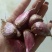 红蒜种蒜，干货