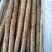 小白嘴白山药,日供货量达到5-10万斤,发往全国欢迎老板选购