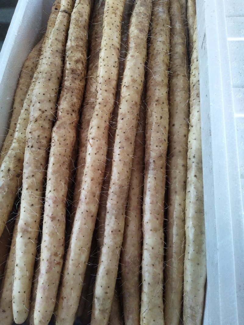 小白嘴白山药，日供货量达到5-10万斤，发往全国欢迎老板选购