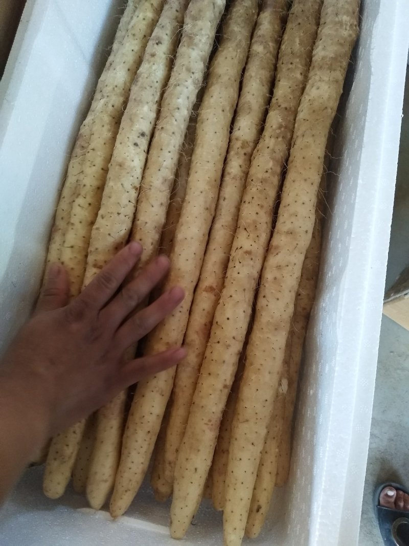 小白嘴白山药，日供货量达到5-10万斤，发往全国欢迎老板选购