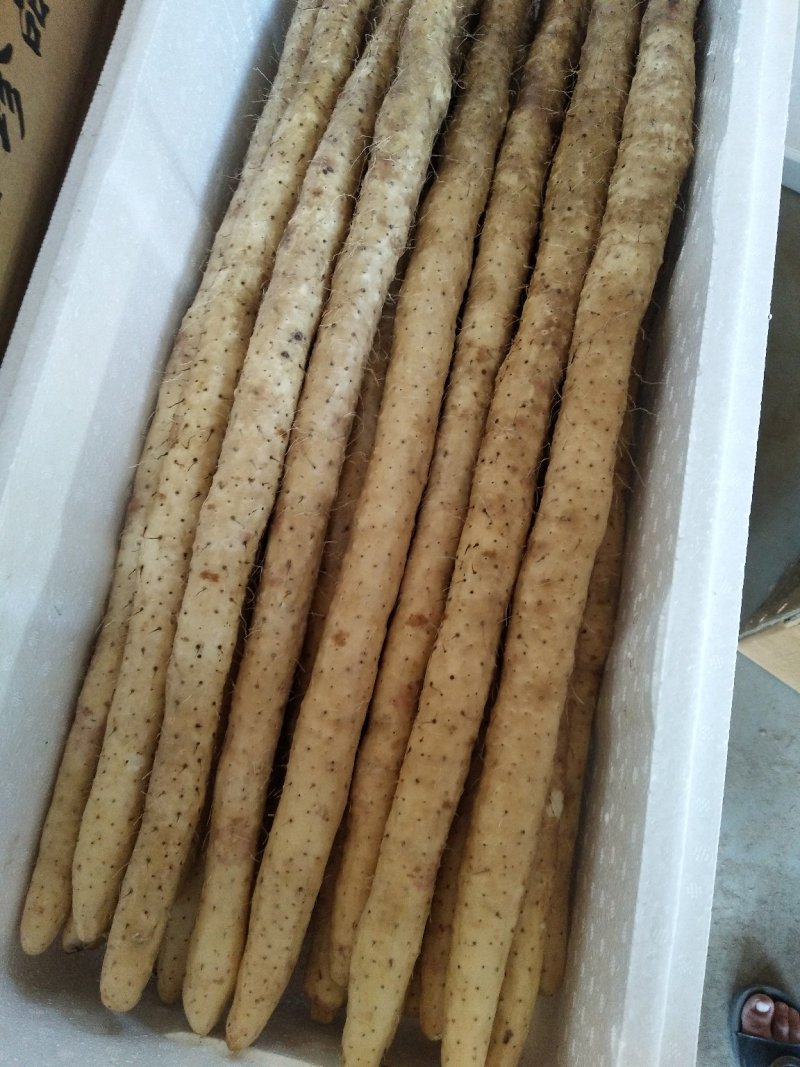 小白嘴白山药，日供货量达到5-10万斤，发往全国欢迎老板选购