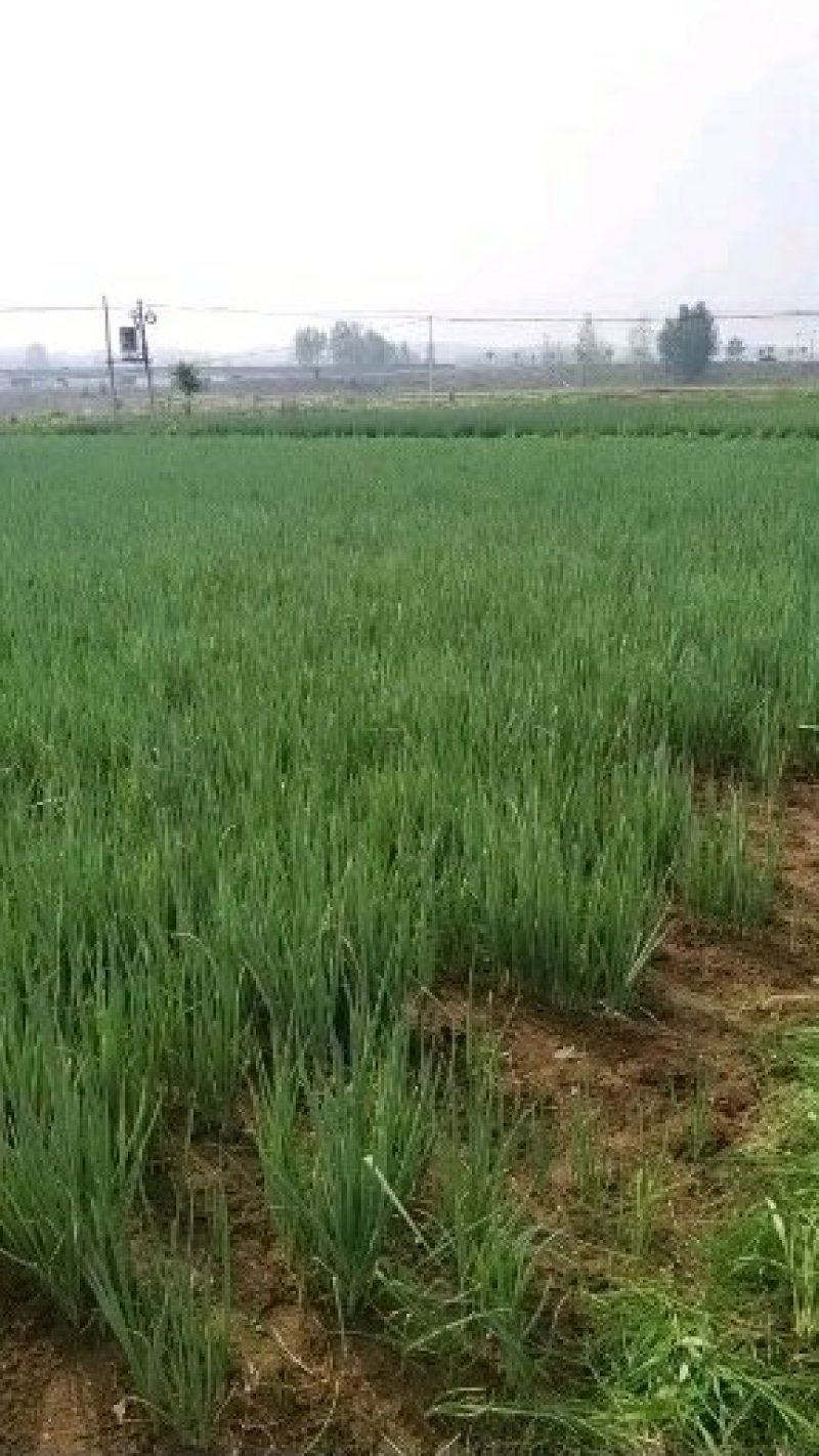 小葱苗