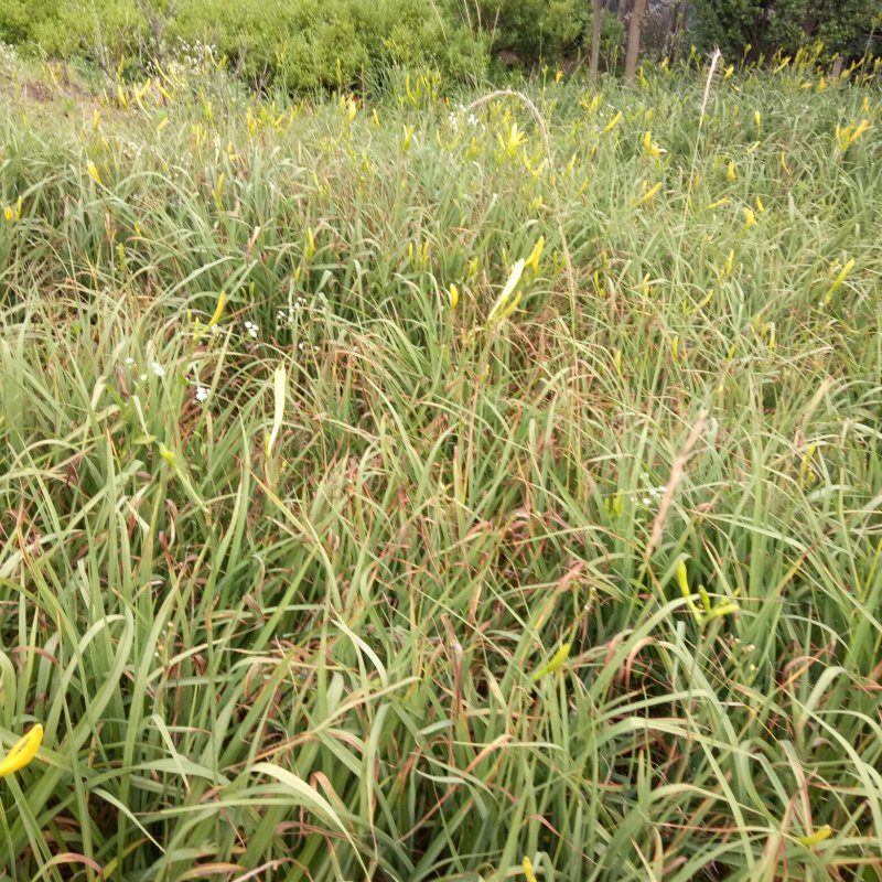 黄花菜根自己地里现挖现卖保证质量