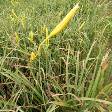 黄花菜根自己地里现挖现卖保证质量