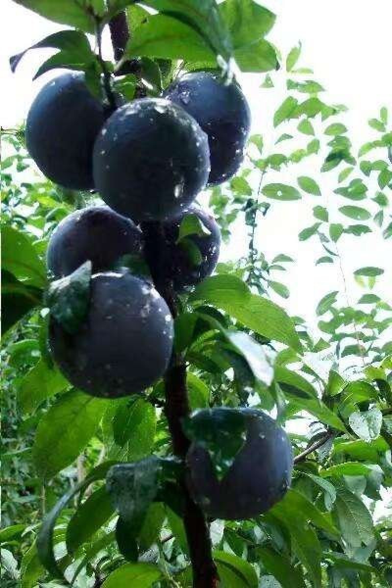 黑布林李子