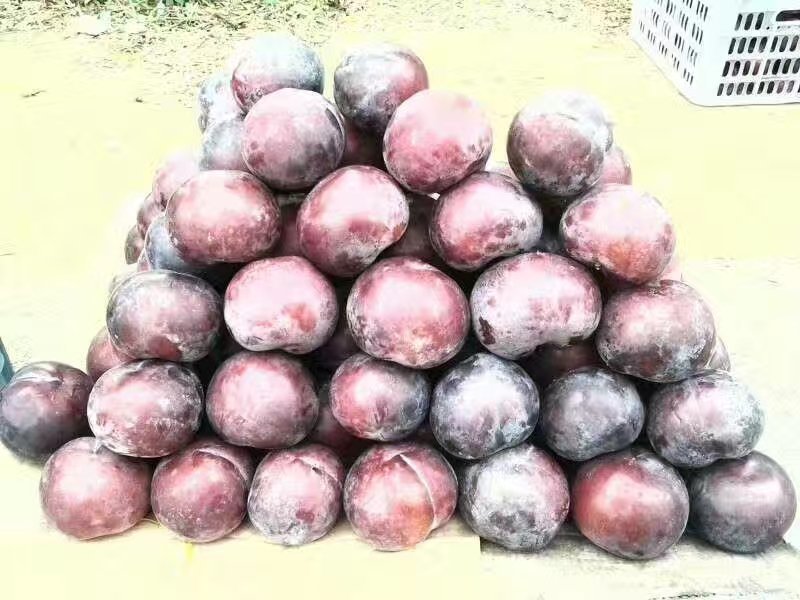 黑布林李子