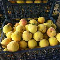 精品黄桃产地直销四两-半斤以上一手货源